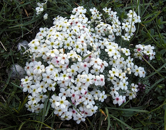 Androsace villosa /Androsace appenninica